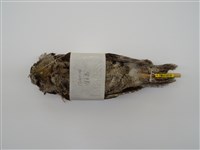 藏品(領角鴞)的圖片